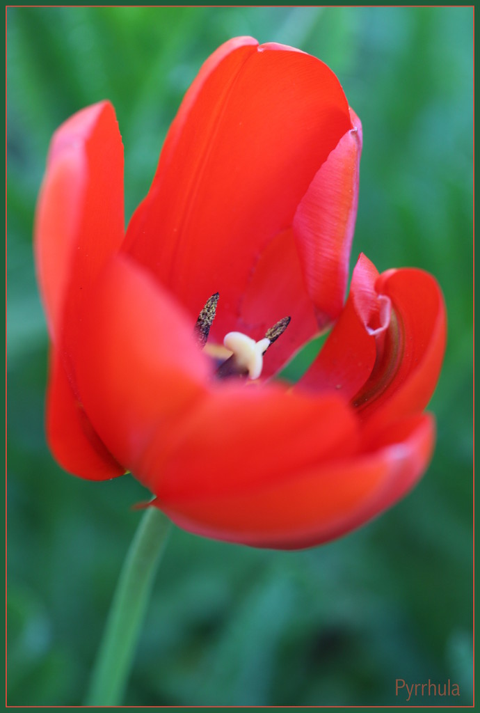A Tulip by pyrrhula