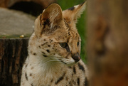 6th May 2015 - Serval