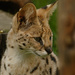Serval by leonbuys83