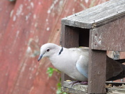 3rd May 2015 - Ring necked dove