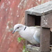 Ring necked dove by dragey74
