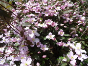 4th May 2015 - Clematis
