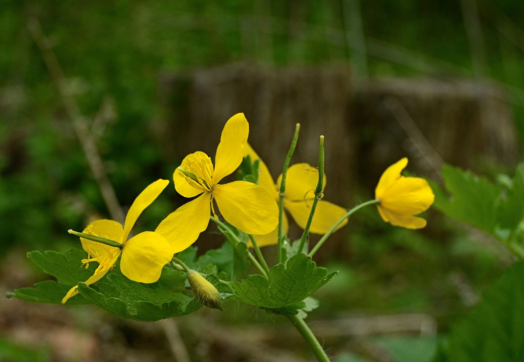 Wishbone Yellow by francoise