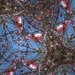 Blossom by pandorasecho
