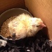 baby chick by wiesnerbeth