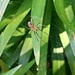 Very Small Spider by harbie
