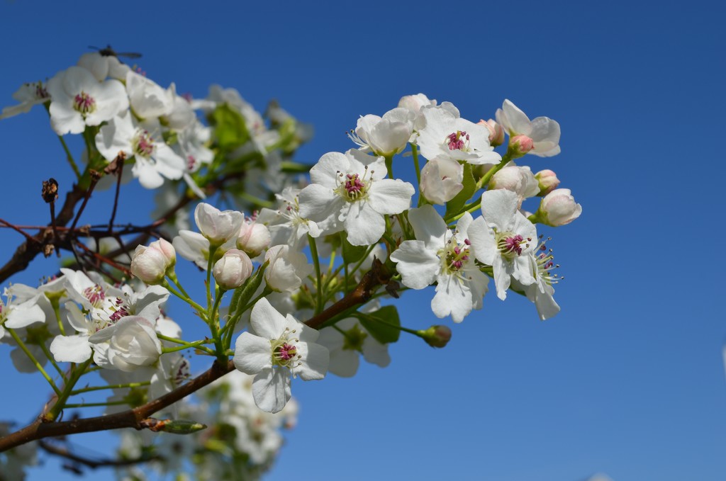 Cleveland Pear Blossom by kdrinkie