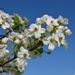 Cleveland Pear Blossom by kdrinkie