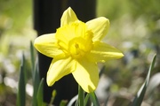 4th May 2015 - Daffodil Delight!