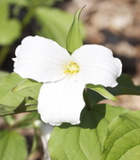 2nd May 2015 - Trillium - Our Provincial Flower