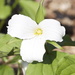 Trillium - Our Provincial Flower by frantackaberry