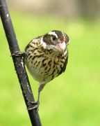 5th May 2015 - Bird 3: The Female