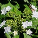 Our Shooting Star Lacecap Hydrangea by markandlinda