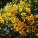 Yellow Sunshiny Day! by happysnaps