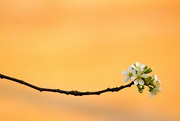 2nd May 2015 - Spring Blossom