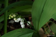 7th May 2015 - lily of the valley