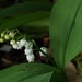 lily of the valley by quietpurplehaze