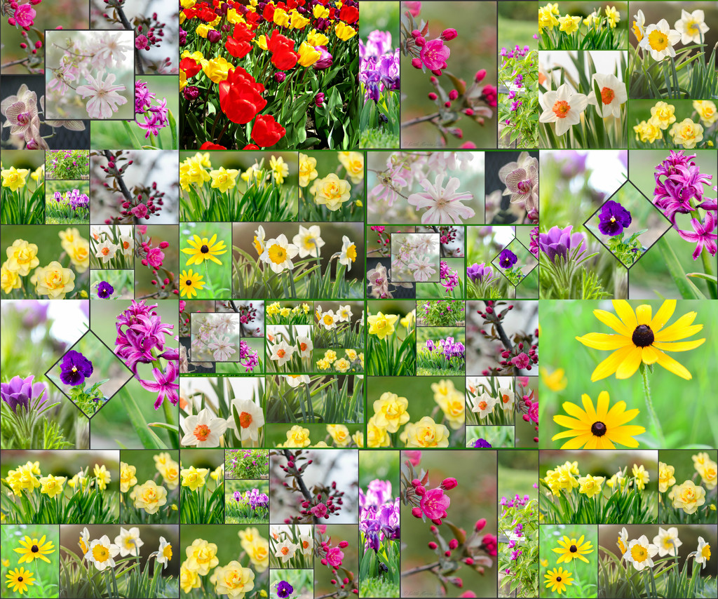 Montage of lots of flowers - Get Pushed Challenge  - Montage of anything by myhrhelper