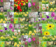 6th May 2015 - Montage of lots of flowers - Get Pushed Challenge  - Montage of anything