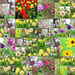 Montage of lots of flowers - Get Pushed Challenge  - Montage of anything by myhrhelper