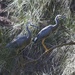 Two Heron birds sitting in a tree by sugarmuser