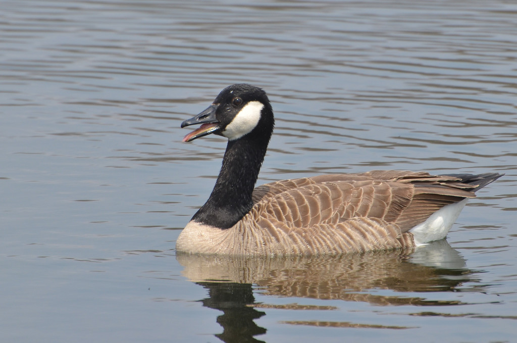Chatty Goose by mccarth1
