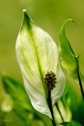 7th May 2015 - Peace lily