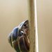 Snail by philhendry