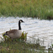 Canada Goose by philhendry