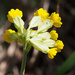 cowslips by philhendry