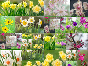 7th May 2015 - Big flower montage - Get Pushed Challenge - Montage
