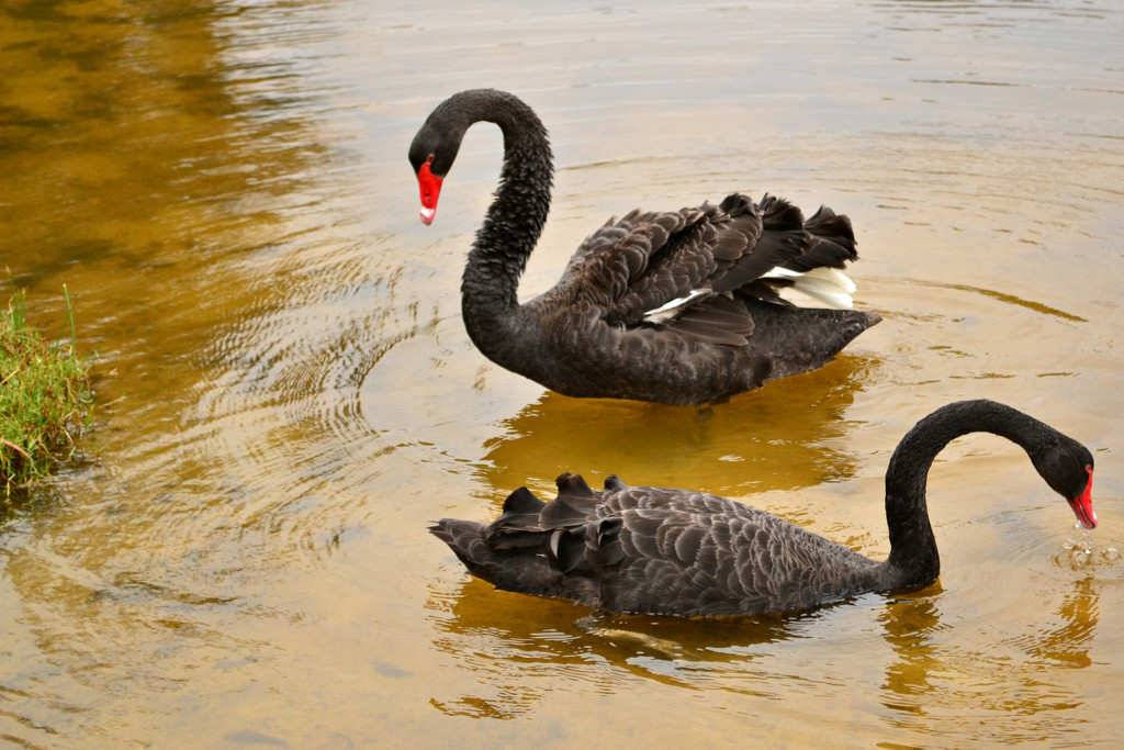 Black swans by ziggy77