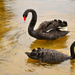 Black swans by ziggy77