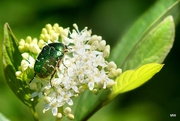 7th May 2015 - 2015-05-07 rose chafer