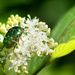 2015-05-07 rose chafer by mona65