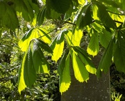 7th May 2015 - Sunlit leaves in the churchyard