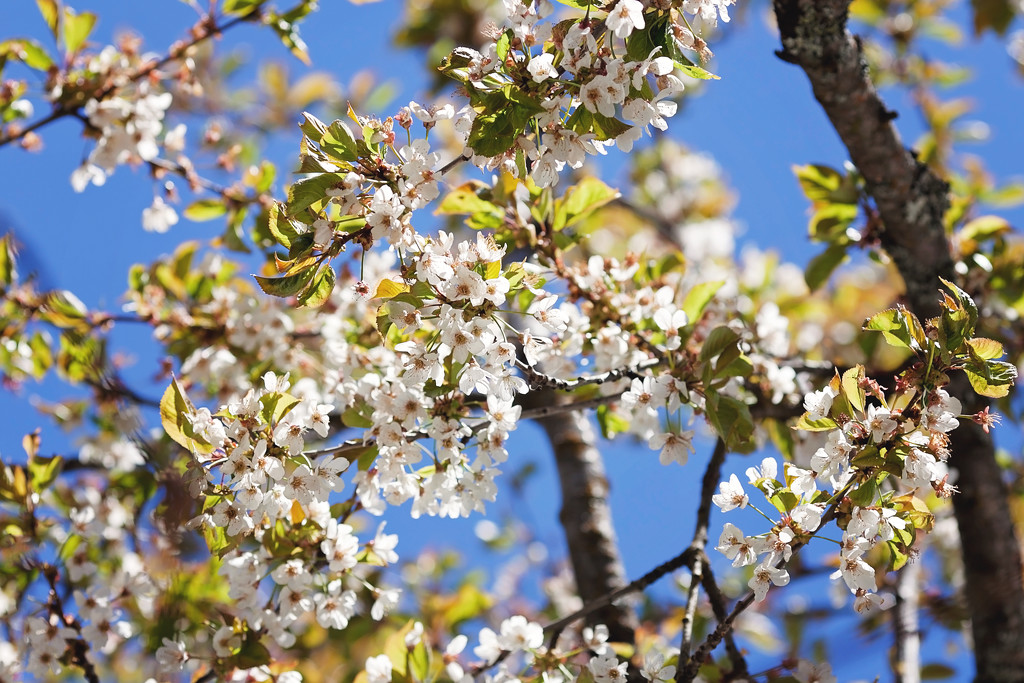 Cherry blossoms by kiwichick