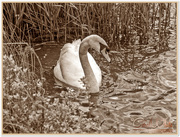 7th May 2015 - Swan In Sepia