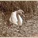 Swan In Sepia by carolmw
