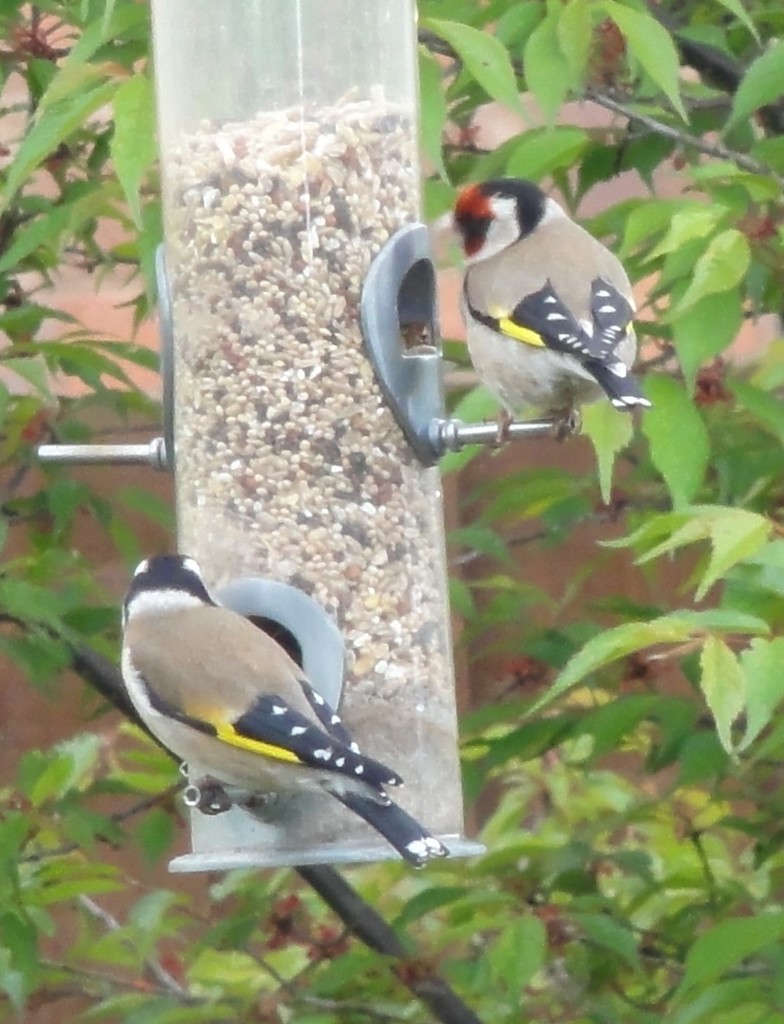 The Goldfinches came to visit ! by beryl