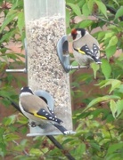 7th May 2015 - The Goldfinches came to visit !