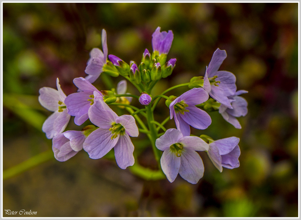 Violet Weed by pcoulson