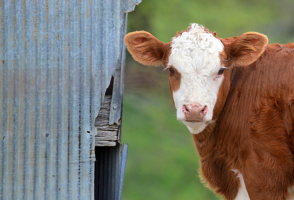 Calf in Missouri by kareenking