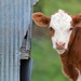 Calf in Missouri by kareenking