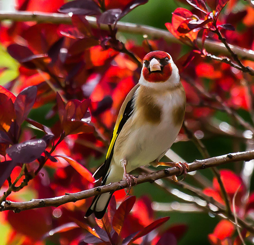 7th May 2015 - Goldfinch by pamknowler