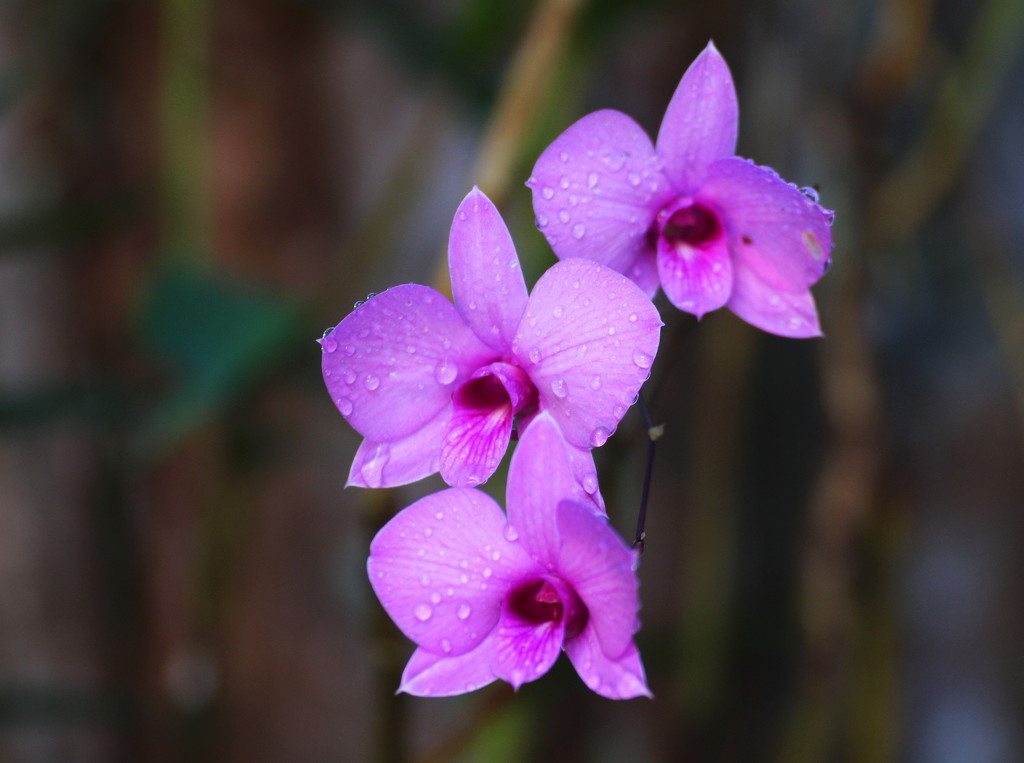 Cooktown Orchid by terryliv