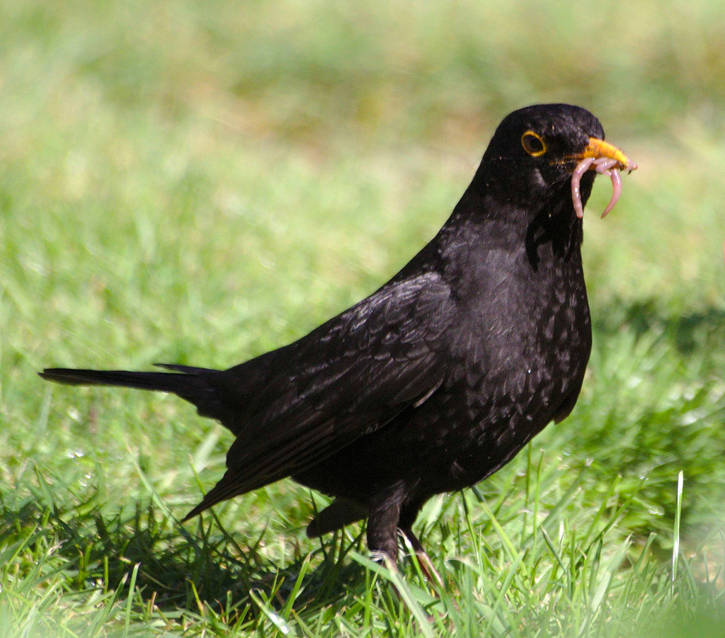 Blackbird with worm by phil_howcroft