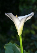 7th May 2015 - Arum Lily...