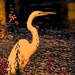 Egret by joysfocus