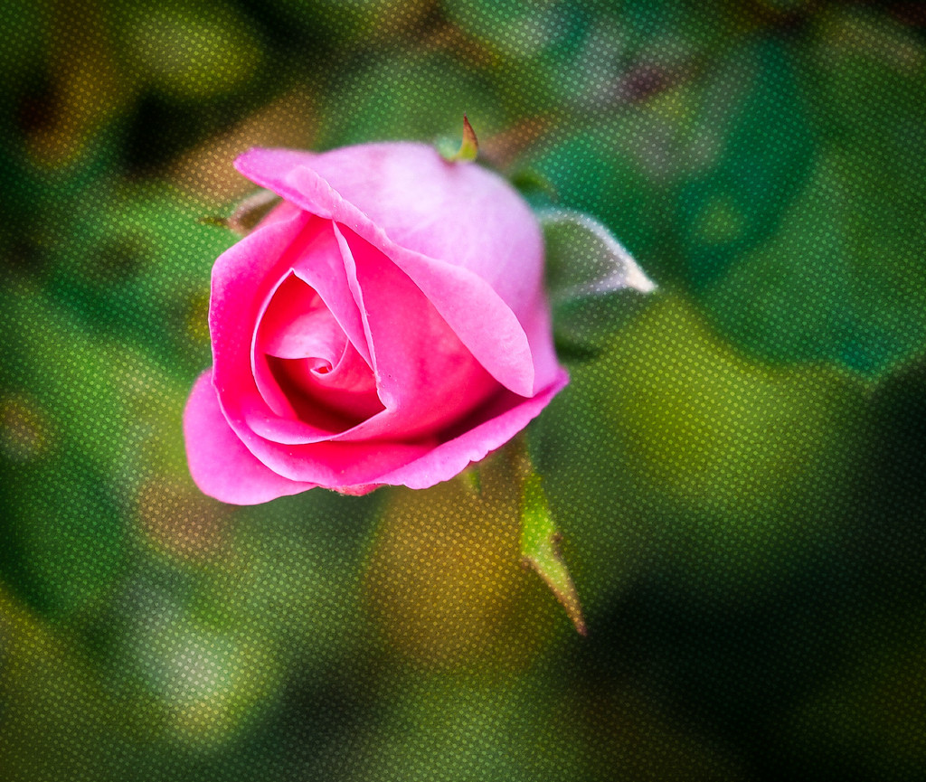 Baby Rose by rosiekerr